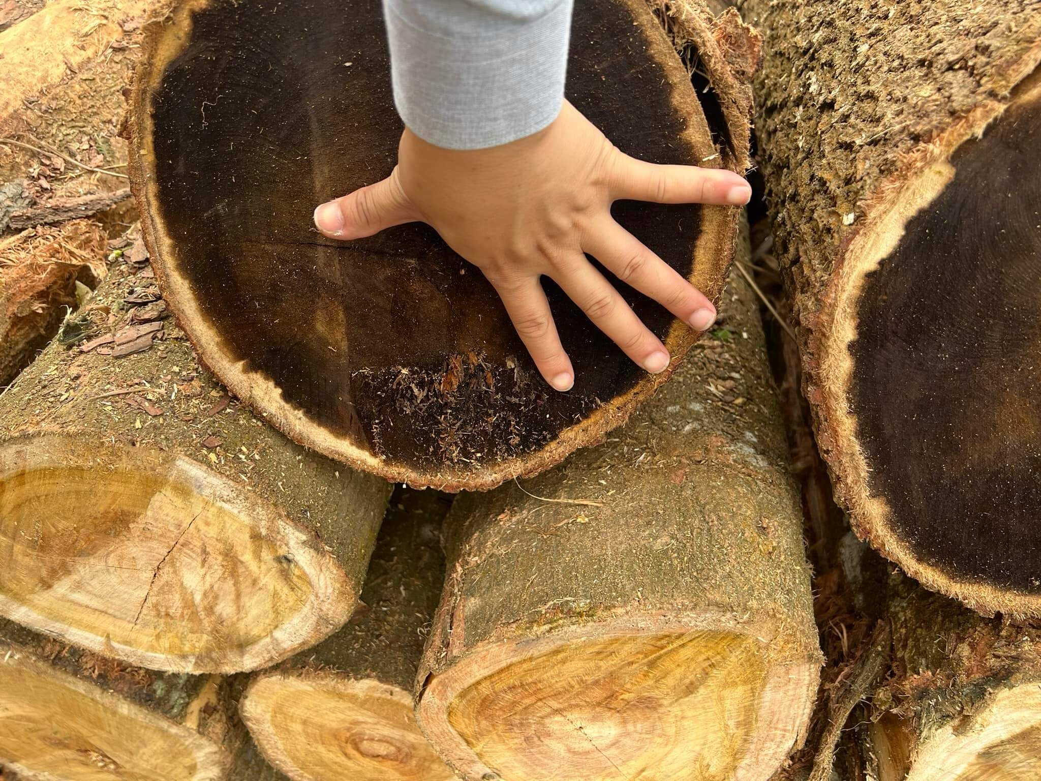 Gỗ keo tròn